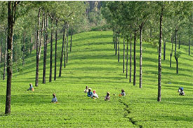salem to kerala tour packages